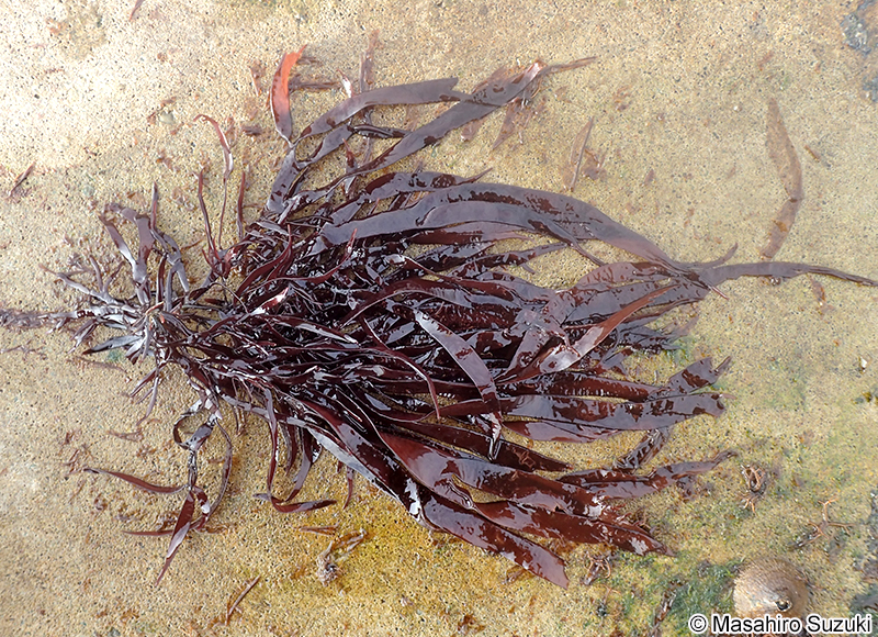 ヒラムカデ Grateloupia livida