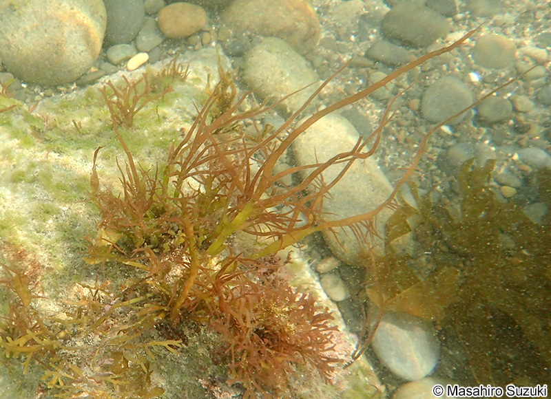 ヒラムカデ Grateloupia livida