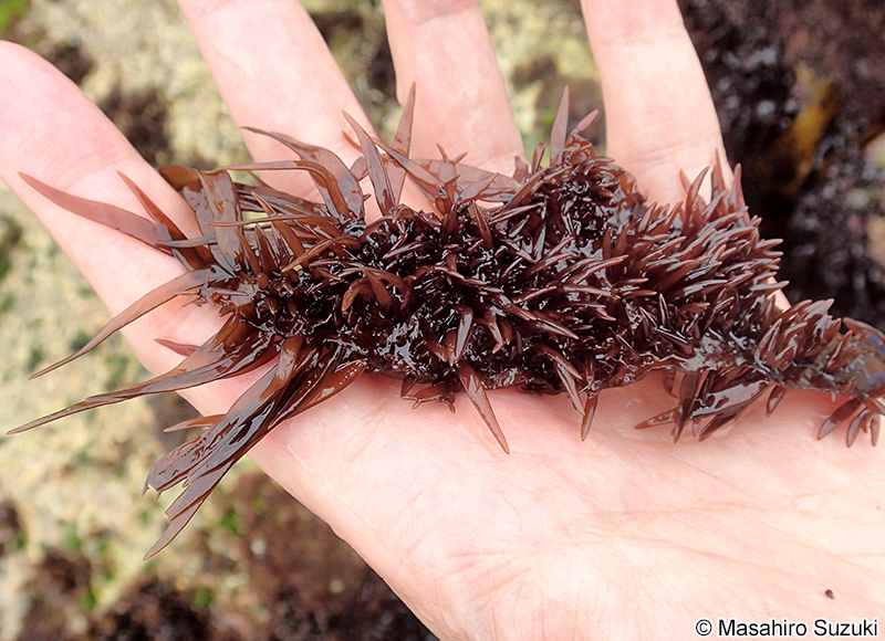 ヒラムカデ Grateloupia livida