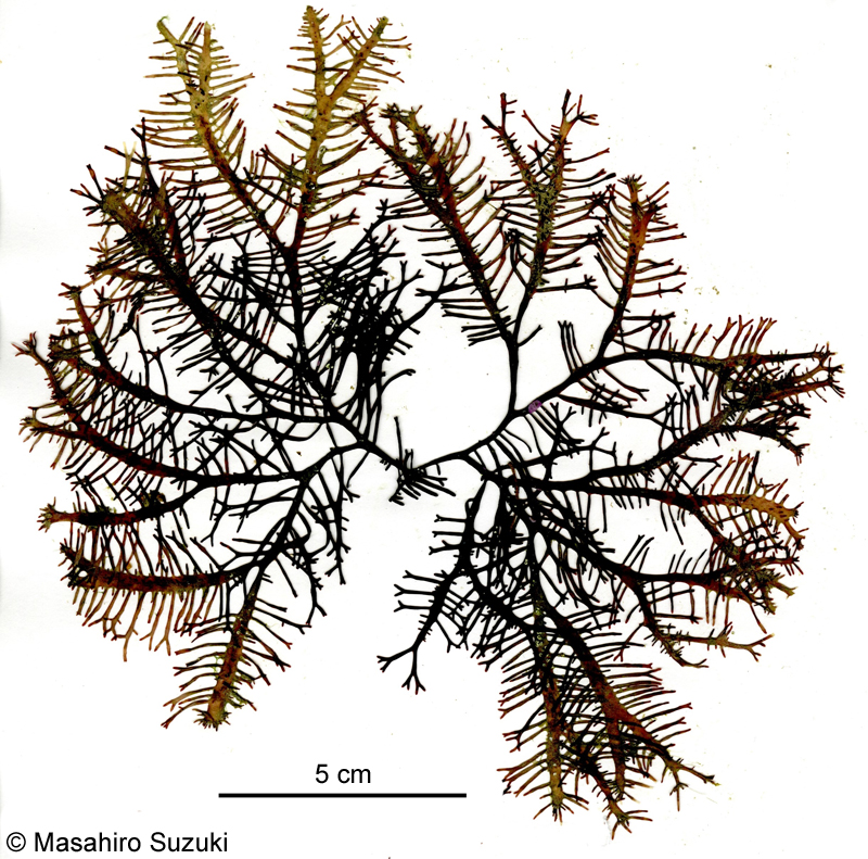 ヒラムカデ Grateloupia livida