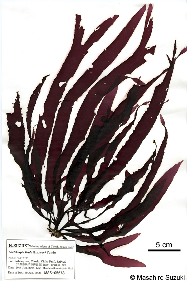 ヒラムカデ Grateloupia livida