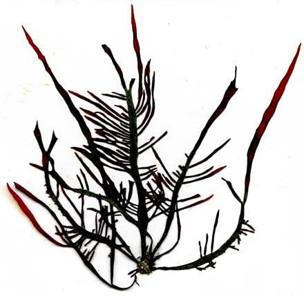 ヒラムカデ Grateloupia livida