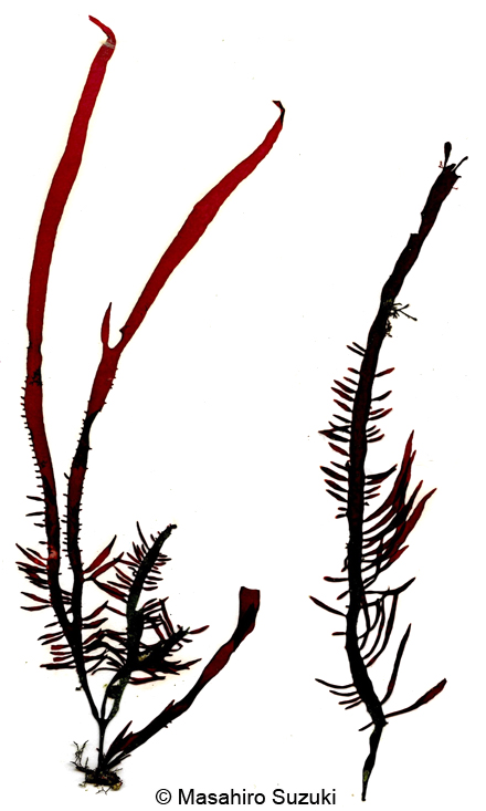 ヒラムカデ Grateloupia livida