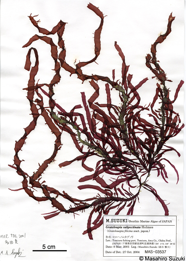 ヒロハノムカデノリ Grateloupia subpectinata