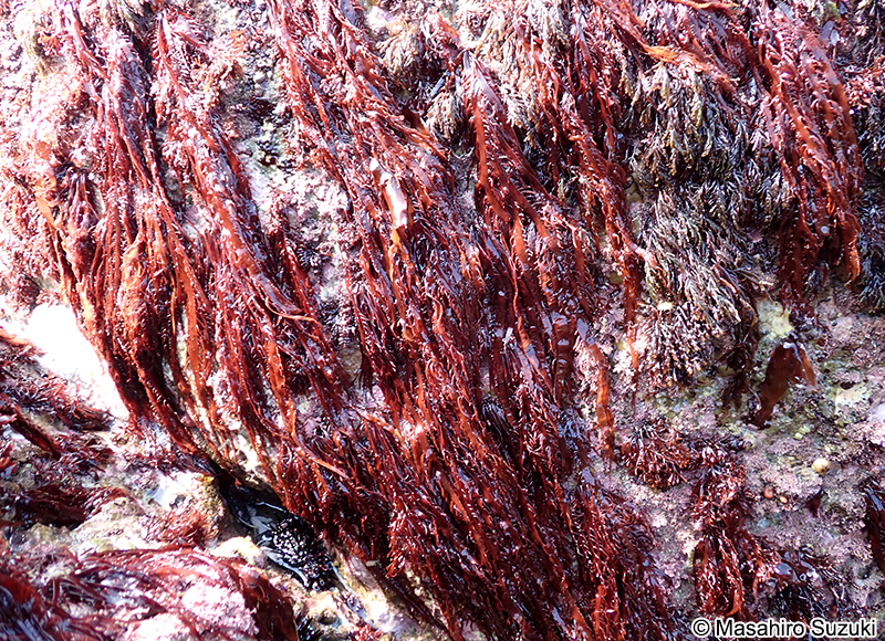 ヒロハノムカデノリ Grateloupia subpectinata