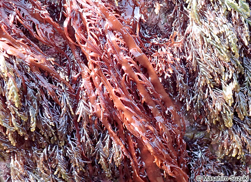 ヒロハノムカデノリ Grateloupia subpectinata