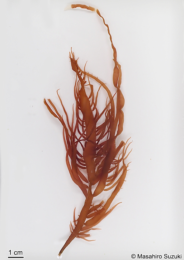 ヒロハノムカデノリ Grateloupia subpectinata