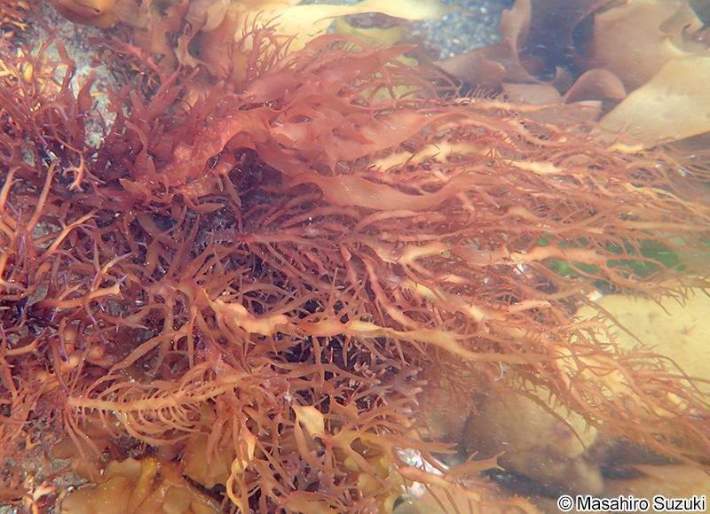 ヒロハノムカデノリ Grateloupia subpectinata