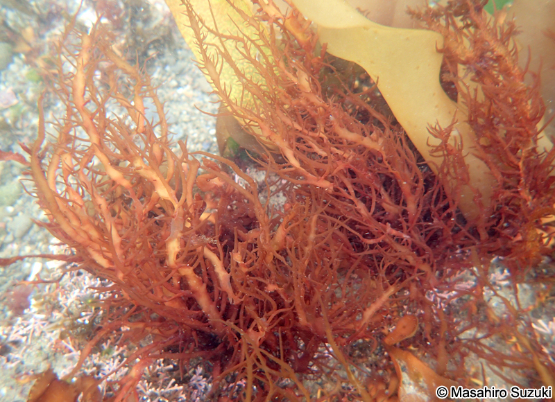 ヒロハノムカデノリ Grateloupia subpectinata