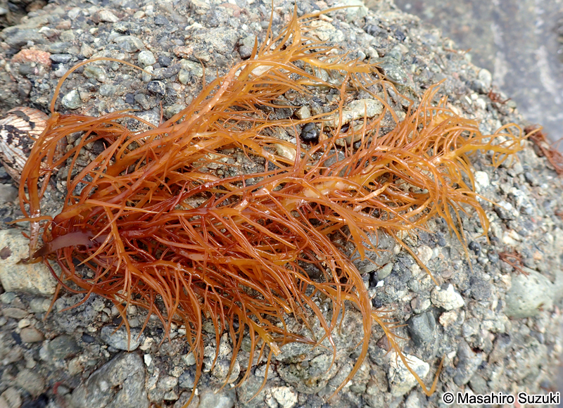 ヒロハノムカデノリ Grateloupia subpectinata