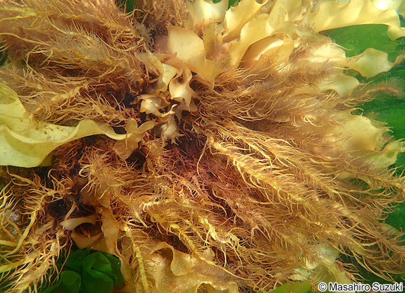 ヒロハノムカデノリ Grateloupia subpectinata
