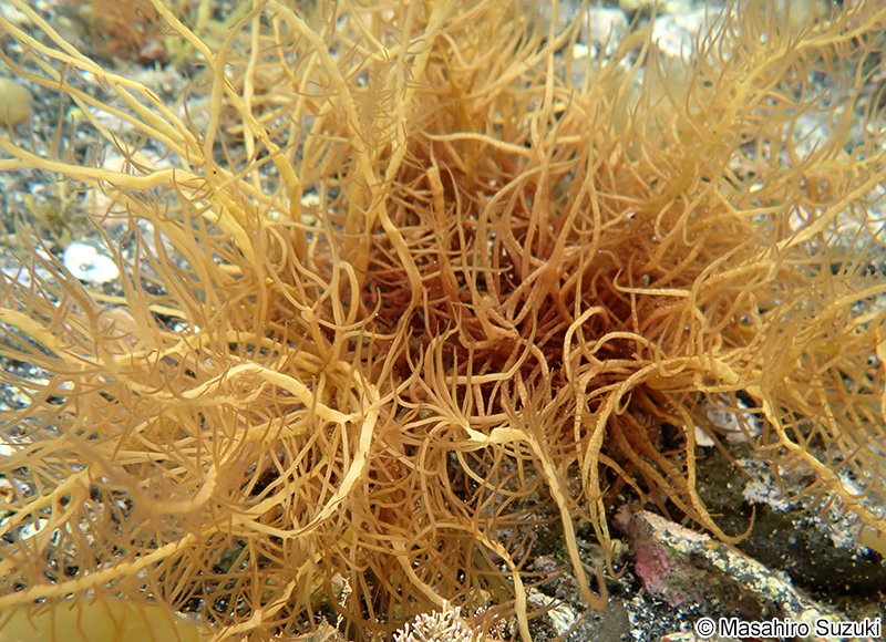 ヒロハノムカデノリ Grateloupia subpectinata