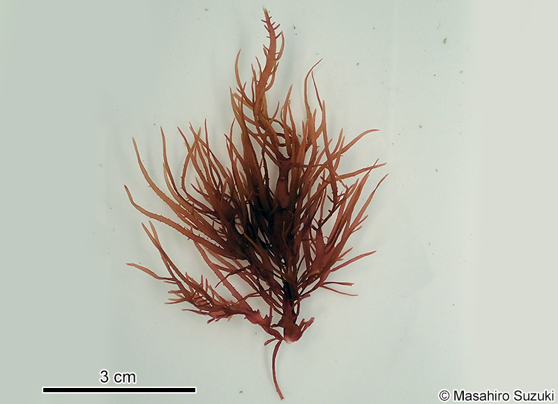 ヒロハノムカデノリ Grateloupia subpectinata