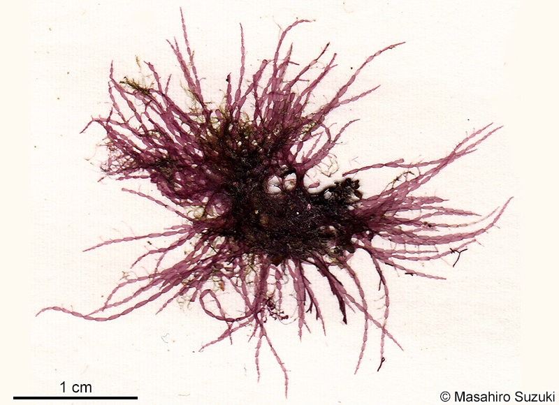 オクノカザシグサ Griffithsia heteroclada