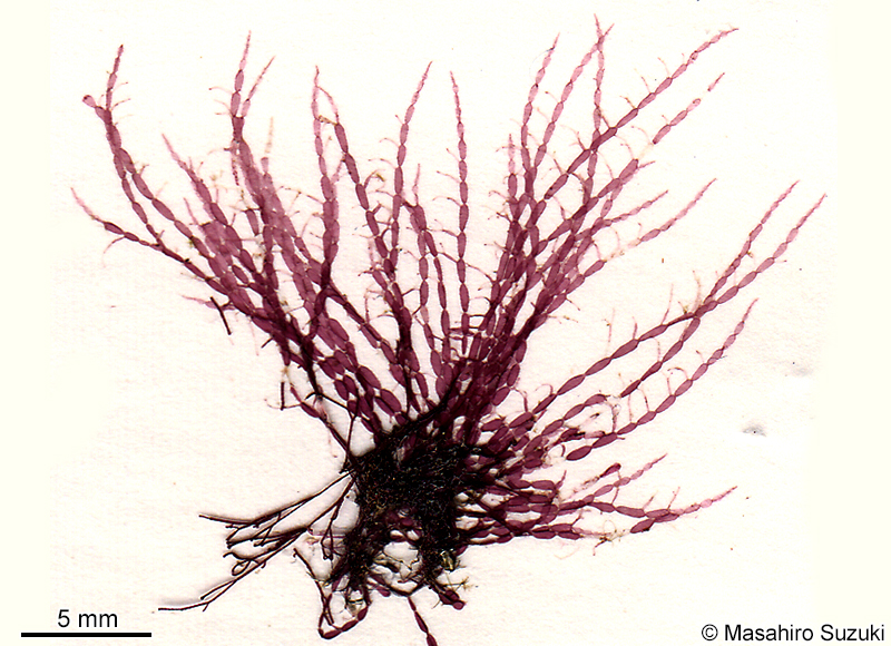オクノカザシグサ Griffithsia heteroclada