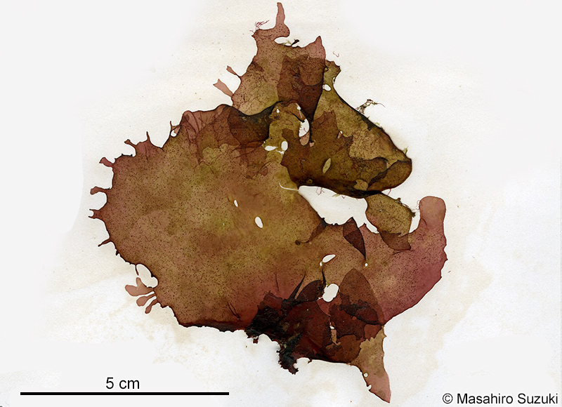 ススカケベニ Halarachnion latissimum