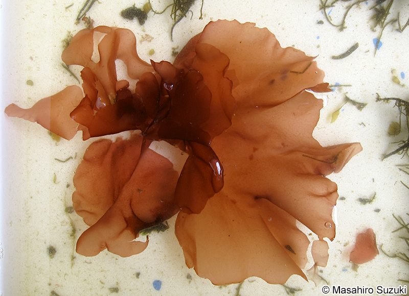 ススカケベニ Halarachnion latissimum