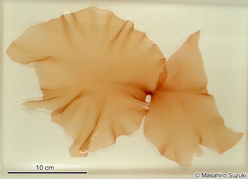 ススカケベニ Halarachnion latissimum