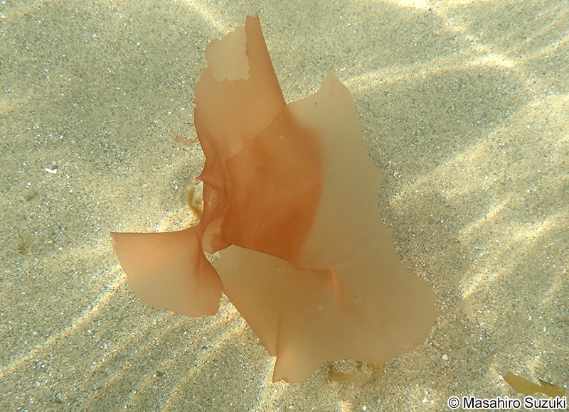 ススカケベニ Halarachnion latissimum