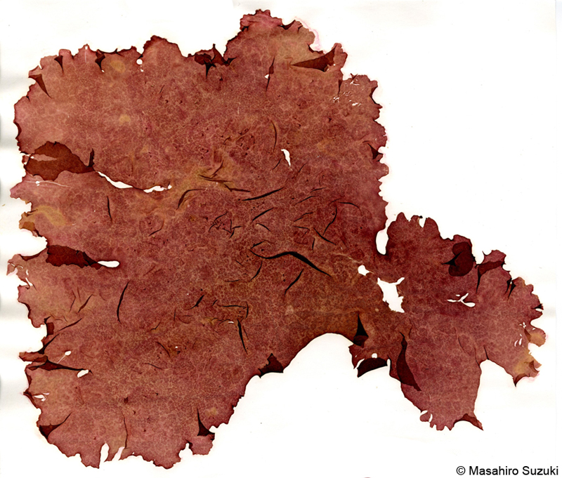 フイリグサ Halymenia dilatata