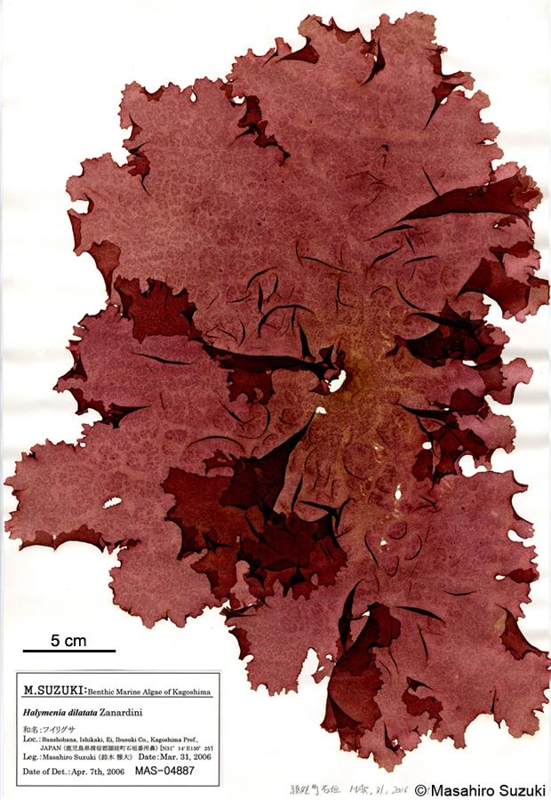 フイリグサ Halymenia dilatata