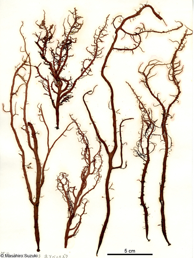 ホソベニモズク Helminthocladia yendoana