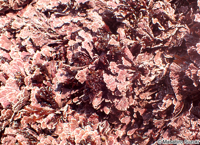 ニクサエダ Herpochondria corallinae