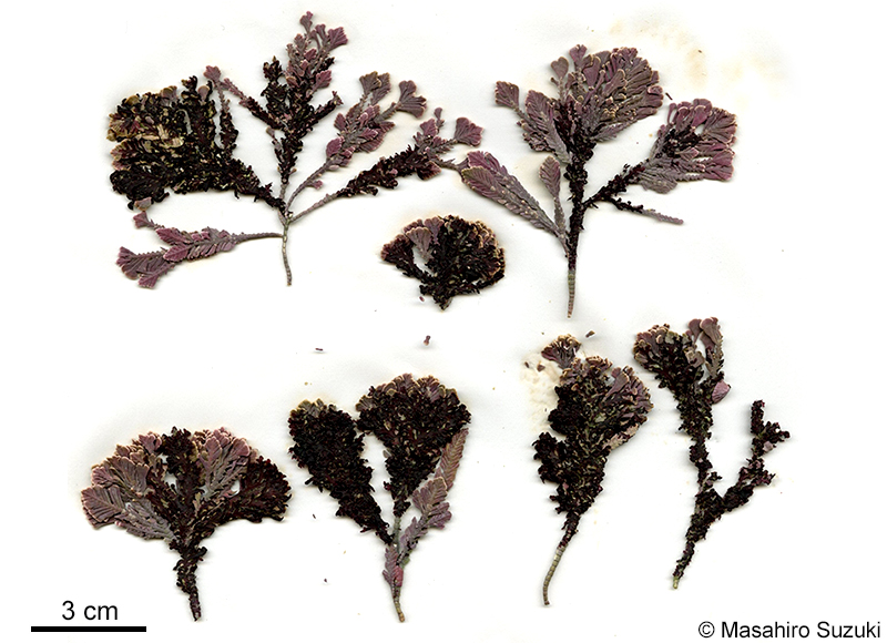 ニクサエダ Herpochondria corallinae