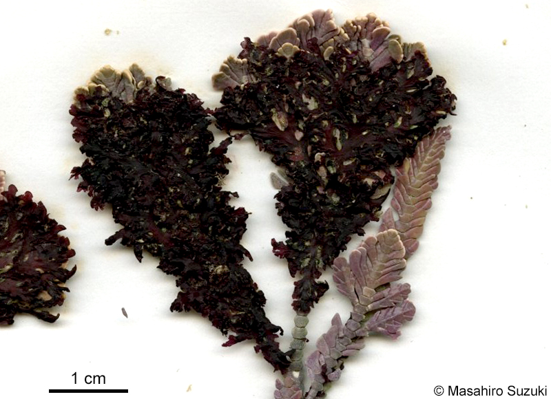 ニクサエダ Herpochondria corallinae