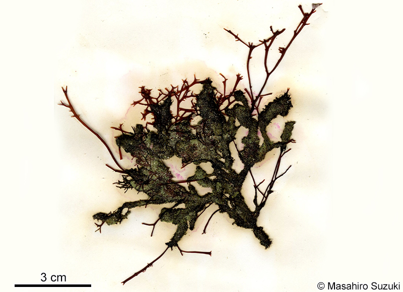 カギヒメゴケ Herposiphonia insidiosa