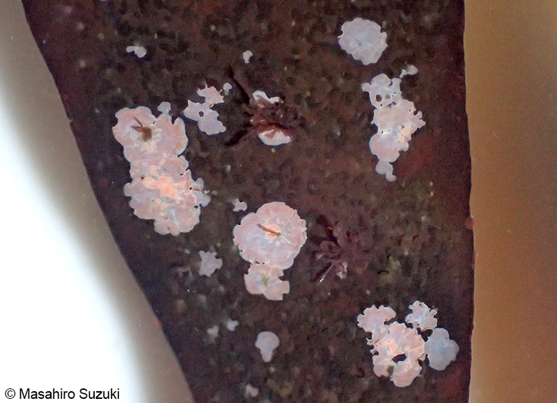 エンリンモカサ Heteroderma gibbsii