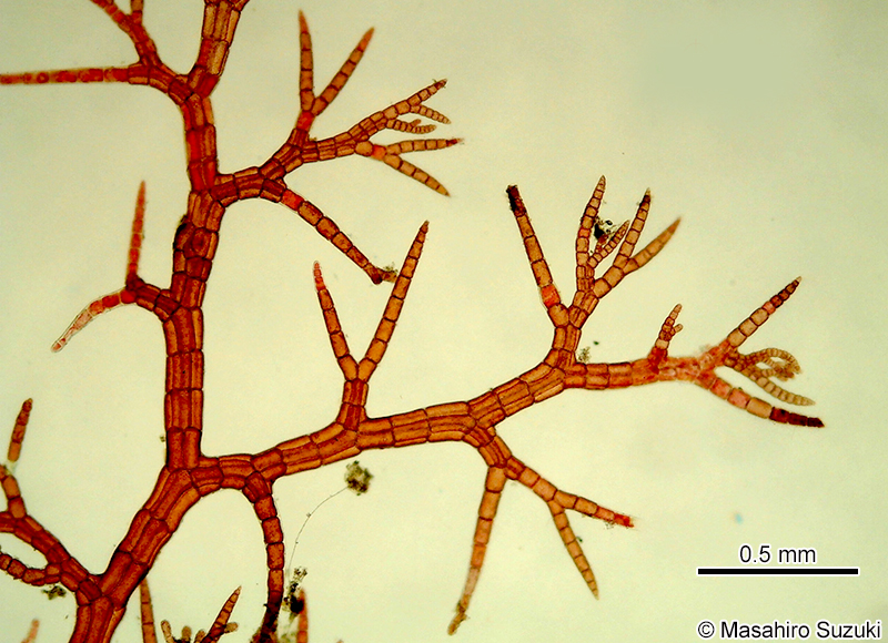 シマダジア Heterosiphonia pulchra