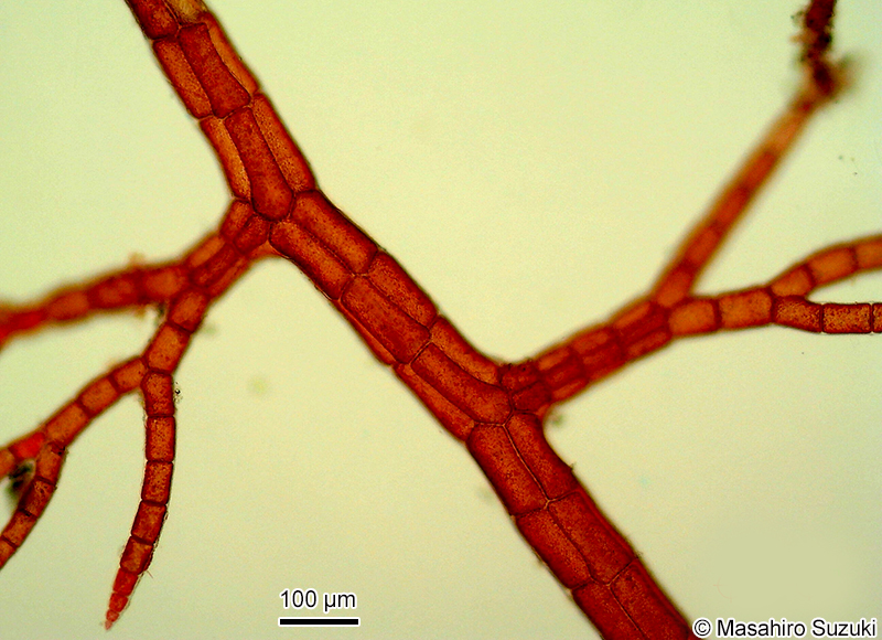シマダジア Heterosiphonia pulchra