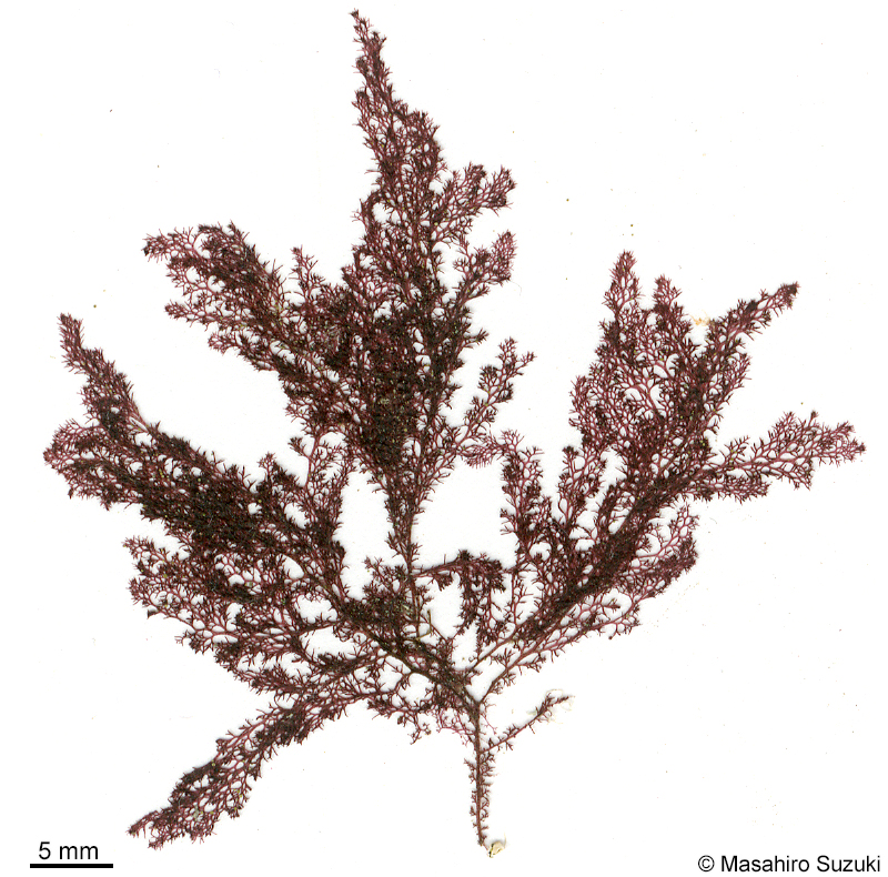 シマダジア Heterosiphonia pulchra