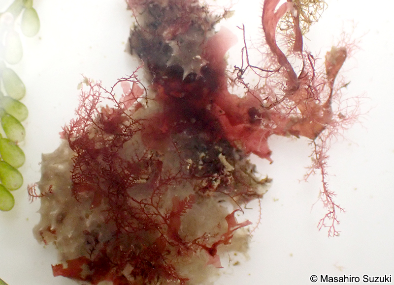 シマダジア Heterosiphonia pulchra