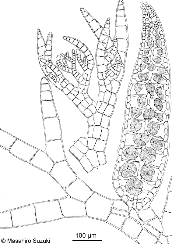 シマダジア Heterosiphonia pulchra