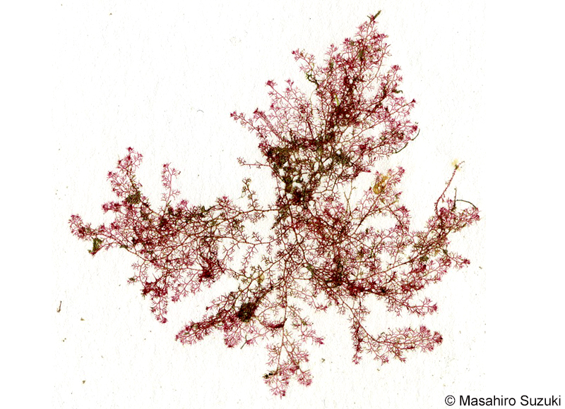 シマダジア Heterosiphonia pulchra