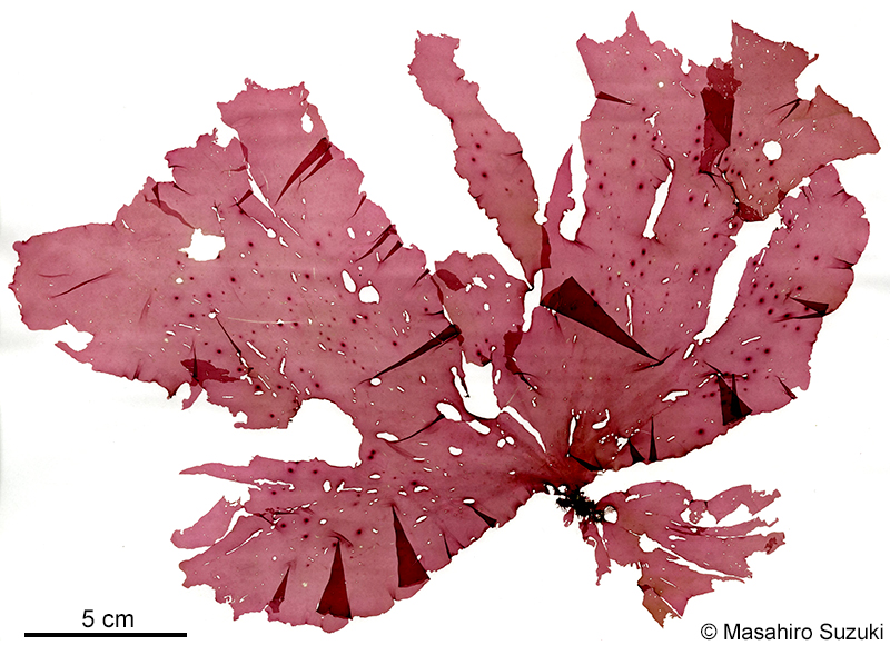 アツバスジギヌ Hideophyllum yezoense