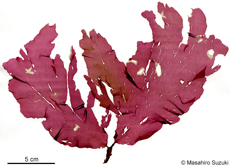 アツバスジギヌ Hideophyllum yezoense