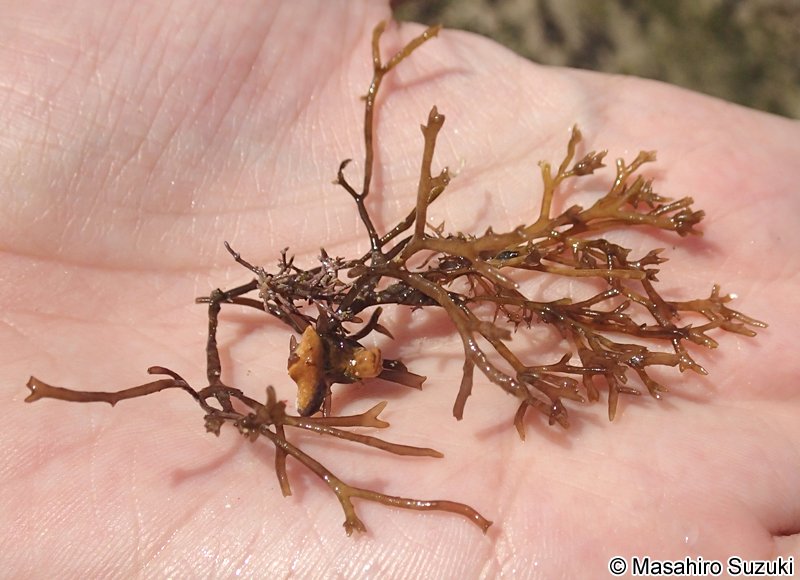 Hydropuntia multifurcata