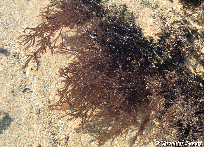 Hydropuntia multifurcata