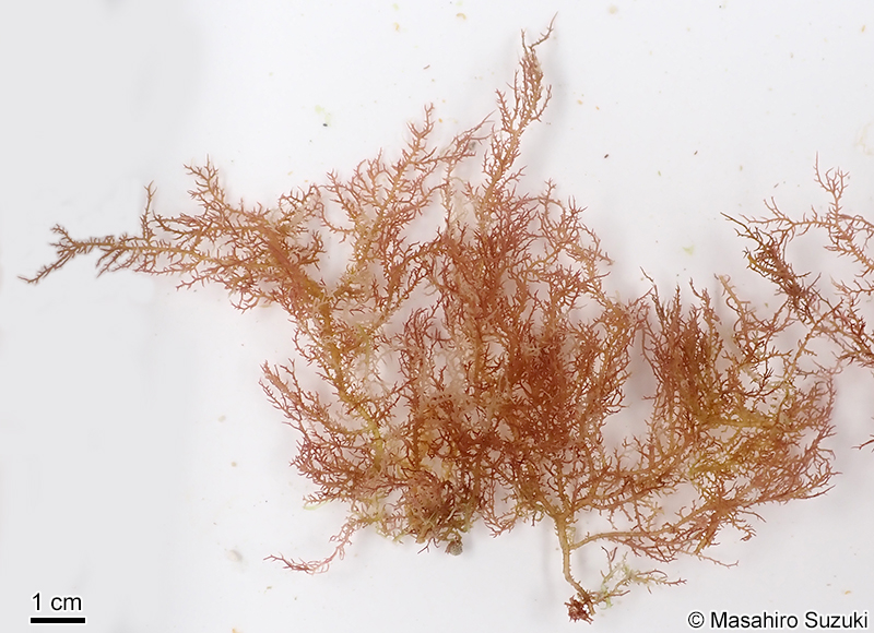 ホシガタイバラ Hypnea corona