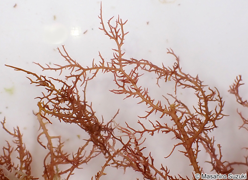 ホシガタイバラ Hypnea corona