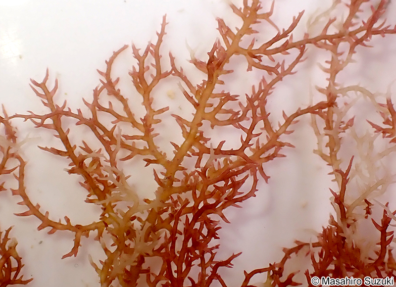 ホシガタイバラ Hypnea corona