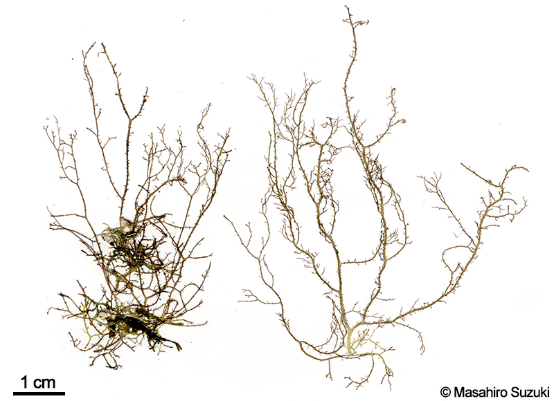 カヅノイバラ Hypnea cervicornis