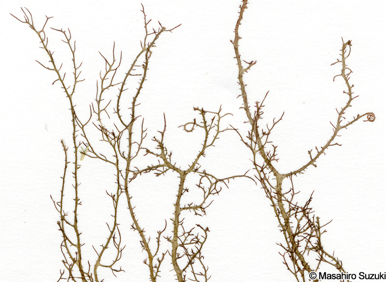 カヅノイバラ Hypnea cervicornis