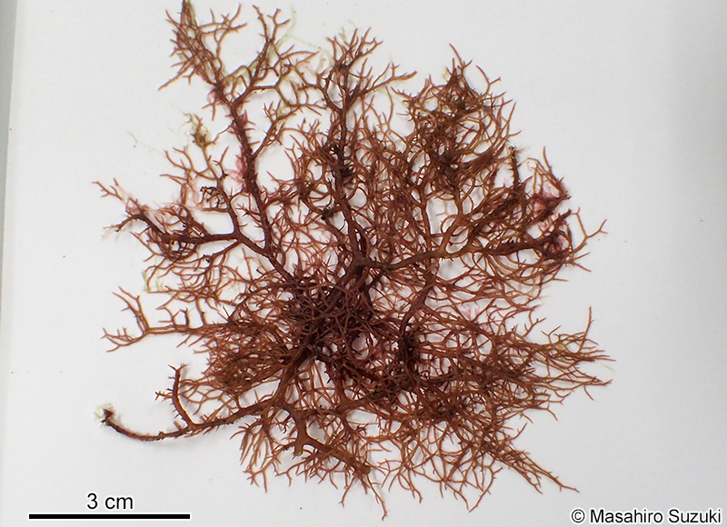 カヅノイバラ Hypnea cervicornis