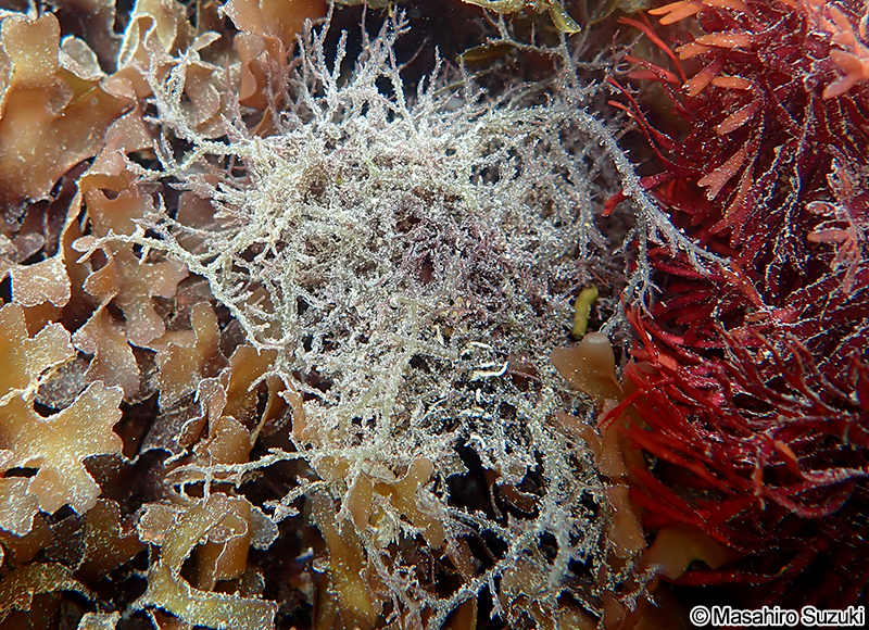 カヅノイバラ Hypnea cervicornis