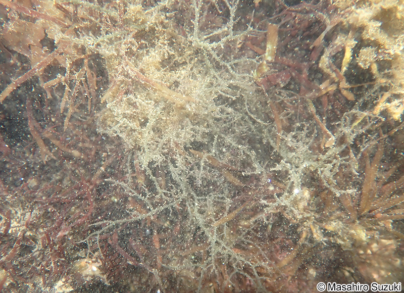 カヅノイバラ Hypnea cervicornis