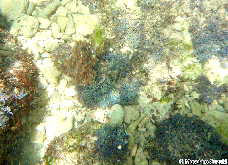 コケイバラ Hypnea pannosa